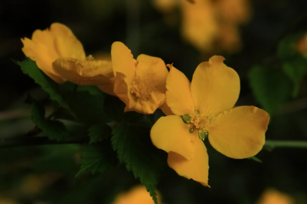 2011 04 25 IMG 28610